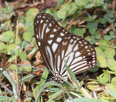 Parantica aglea aglea
