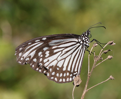 Parantica aglea aglea