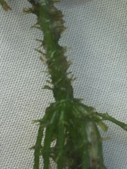 Chara aculeolata