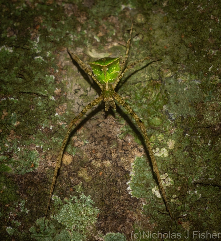 Hump-back Spiders