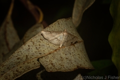 Addaea subtessellata