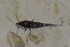 Pedetontus saltator