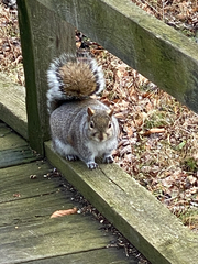 Sciurus carolinensis