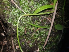 Symphyogyna podophylla
