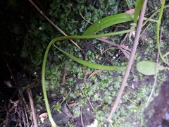 Symphyogyna podophylla