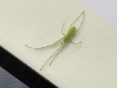 Tetragnatha squamata