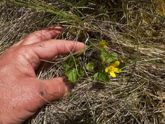 Ranunculus multiscapus