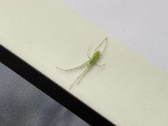 Tetragnatha squamata