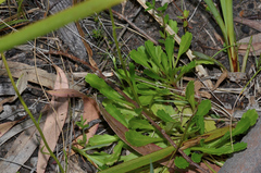 Brachyscome spathulata