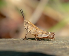 Phaulacridium vittatum