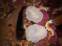 Cadlina laevis