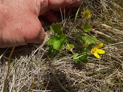 Ranunculus multiscapus