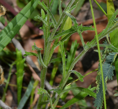 Brachyscome aculeata