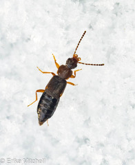 Carcinocephalus flavidus