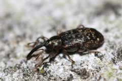 Dorytomus dejeani