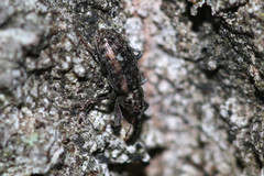 Dorytomus dejeani