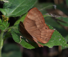 Abisara bifasciata suffusa