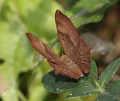 Abisara bifasciata suffusa