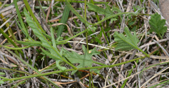 Convolvulus angustissimus
