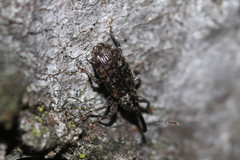 Dorytomus dejeani