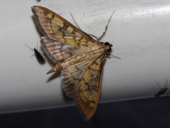 Mimorista