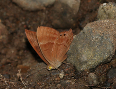 Abisara bifasciata suffusa