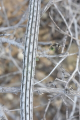 Peniocereus striatus