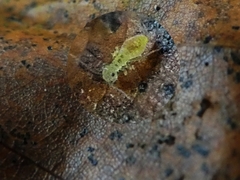 Insecta