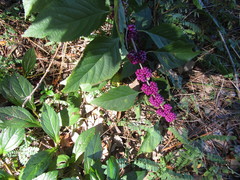 Callicarpa americana