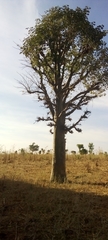 Adansonia digitata