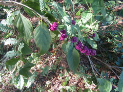 Callicarpa americana