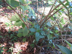 Callicarpa americana
