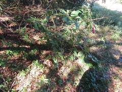 Callicarpa americana