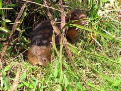 Cavia