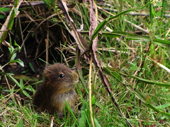 Cavia