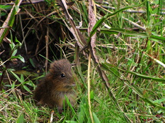 Cavia