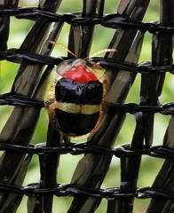 Charidotis aurofasciata