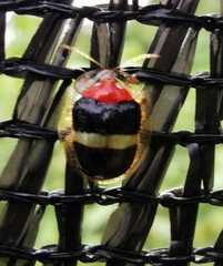 Charidotis aurofasciata