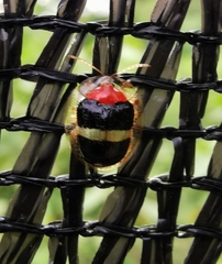 Charidotis aurofasciata
