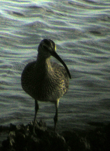 Eurasian Whimbrel, 1792 Oudeschild, Pays-Bas, photo 10 of 10