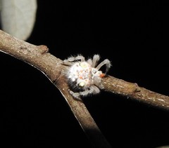 Ordgarius magnificus