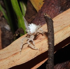 Ordgarius magnificus