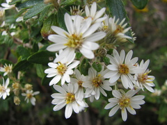 Olearia stellulata