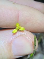 Tricoryne anceps
