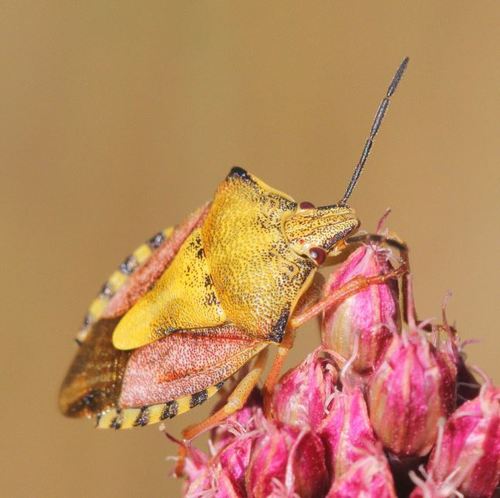 Rausvasparnė skydblakė nuotrauka