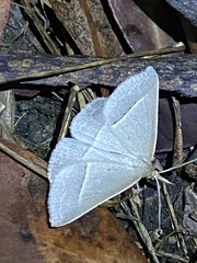 Epidesmia perfabricata