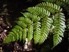 Cyathea delgadii