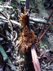 Cyathea delgadii