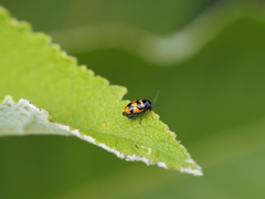 Cryptocephalus anticus