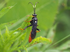 Protichneumon